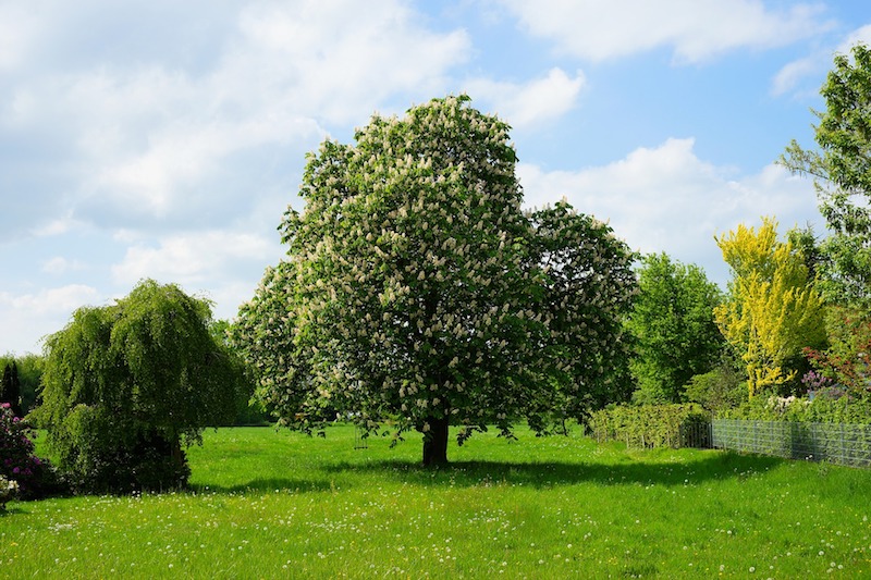 Grundstück mit Kastanienbaum