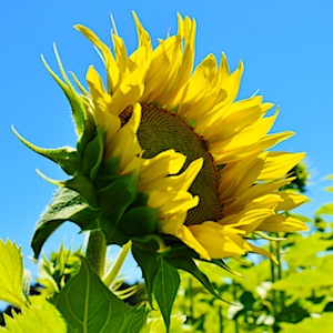 Frische Luft Sonnenblume