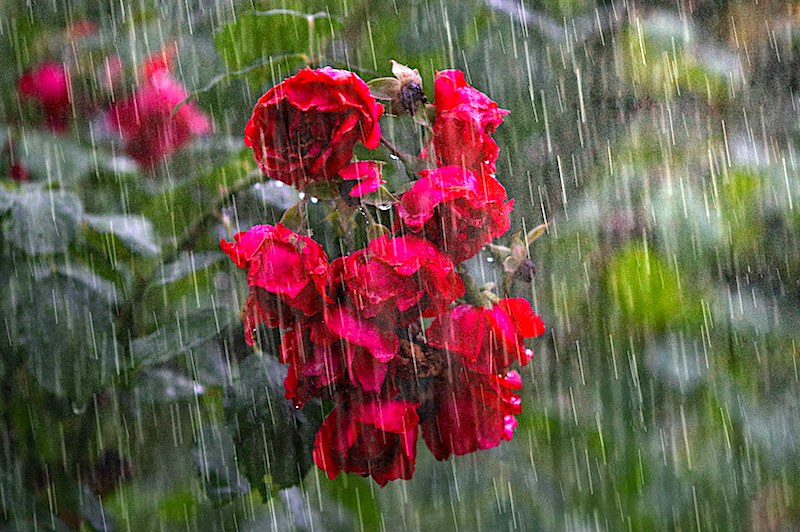 Regen über roten Blüten