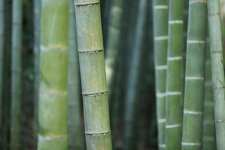 Bambusrohre - Bambusboden